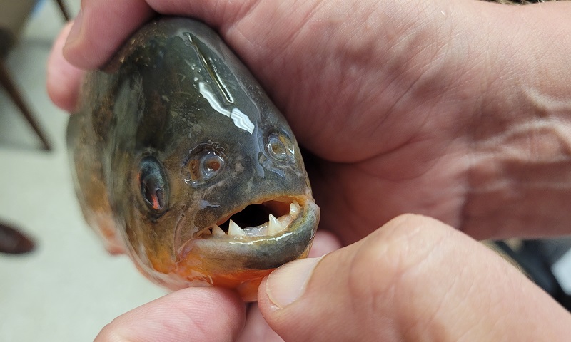 piranha