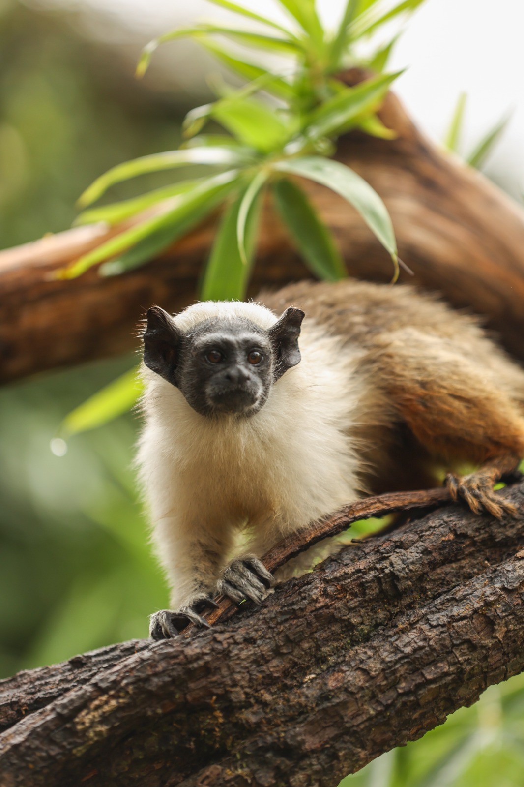 5.2. foto mardônio vieira fjzb2