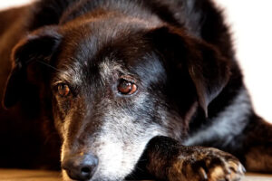 Foto: Paulo Pinto/Agência Brasil