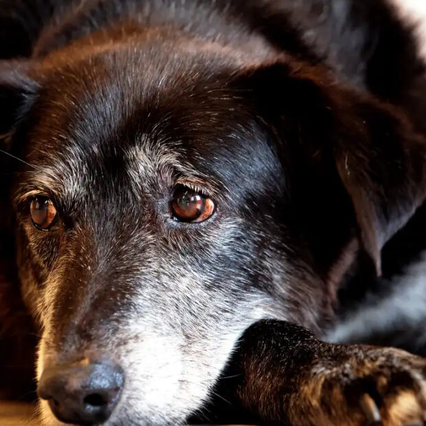 Foto: Paulo Pinto/Agência Brasil