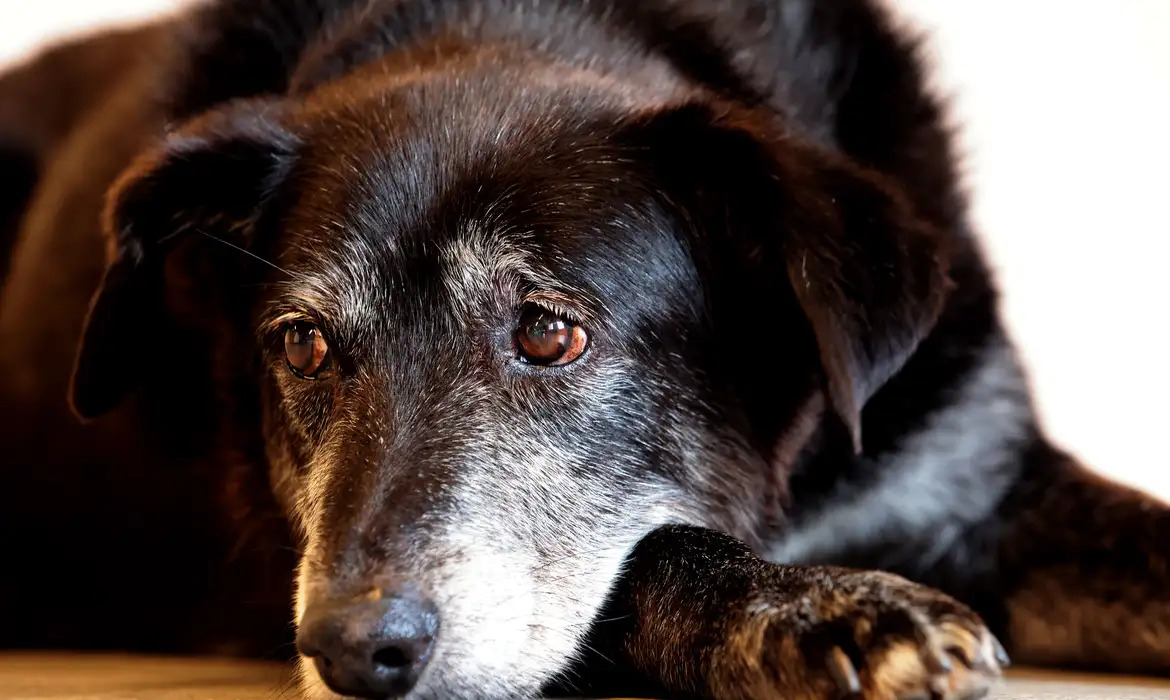 Foto: Paulo Pinto/Agência Brasil