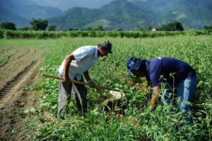 microcredito rural