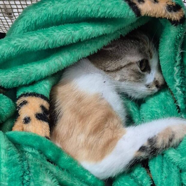 mulher é presa após arremessar gata do 12º andar de prédio em curitiba