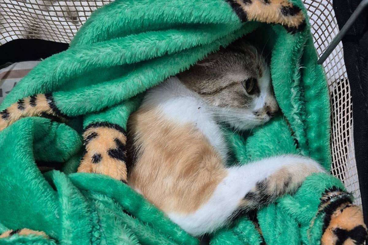 mulher é presa após arremessar gata do 12º andar de prédio em curitiba