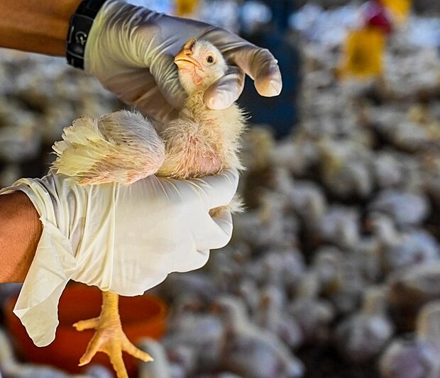 Foto: Chaideer Mahyddin/AFP