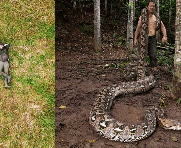 cobra de 7 22 metros entra para o guinness como a maior já medida