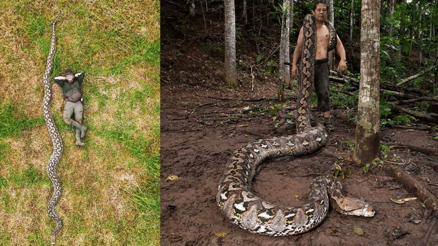 cobra de 7 22 metros entra para o guinness como a maior já medida