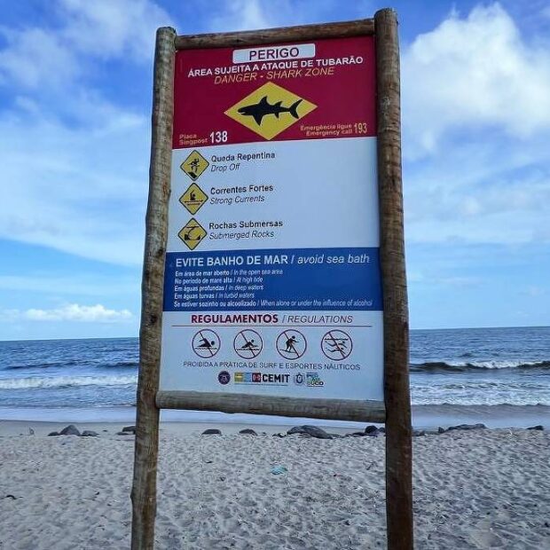 monitoramento de tubarões em pernambuco está parado há mais de uma década