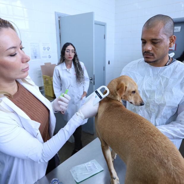 bloco de carnaval infantil de brasília terá microchipagem e vacinação gratuita para cães