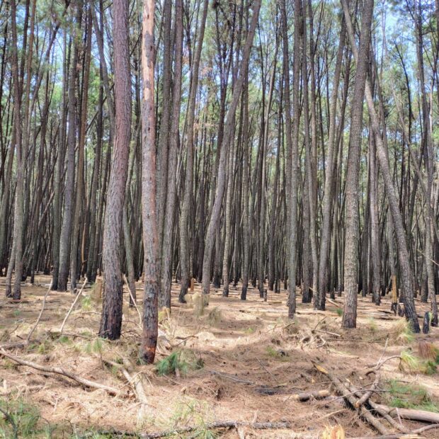 floresta distrital dos pinheiros