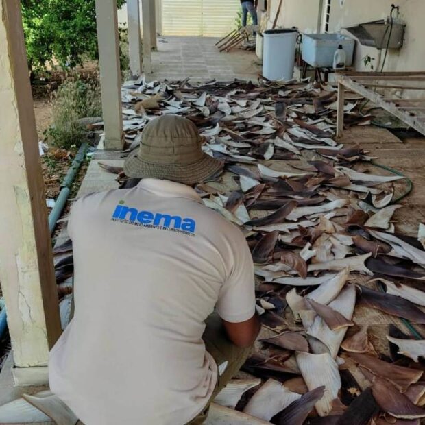 polícia federal apreende 1,5 tonelada de barbatanas de tubarão na bahia