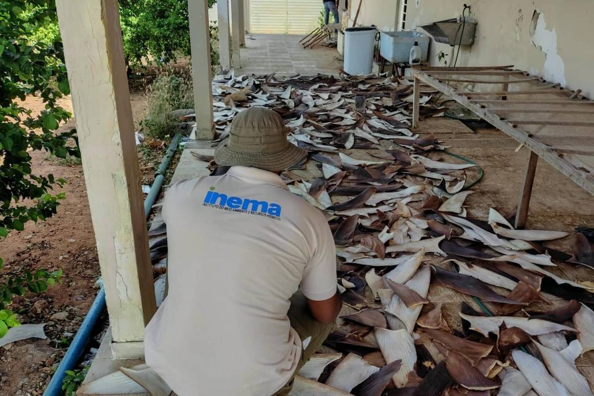 polícia federal apreende 1,5 tonelada de barbatanas de tubarão na bahia