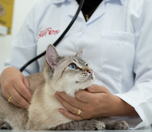 gato sendo cuidado seres