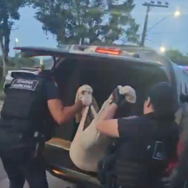 maus tratos cao em sc