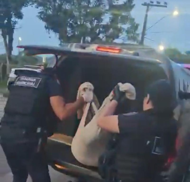 maus tratos cao em sc