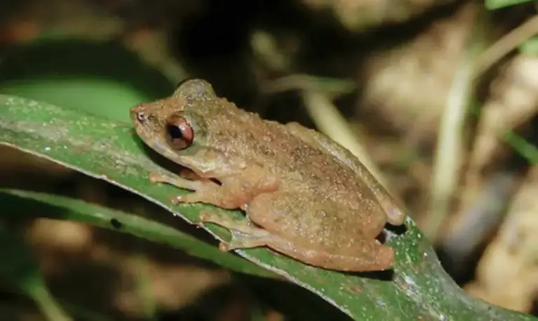 nova especie de perereca e descoberta no cerrado mineiro