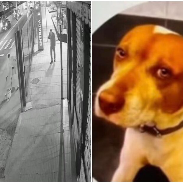 policial militar é suspeito de ter matado cão comunitário com 7 tiros em sp