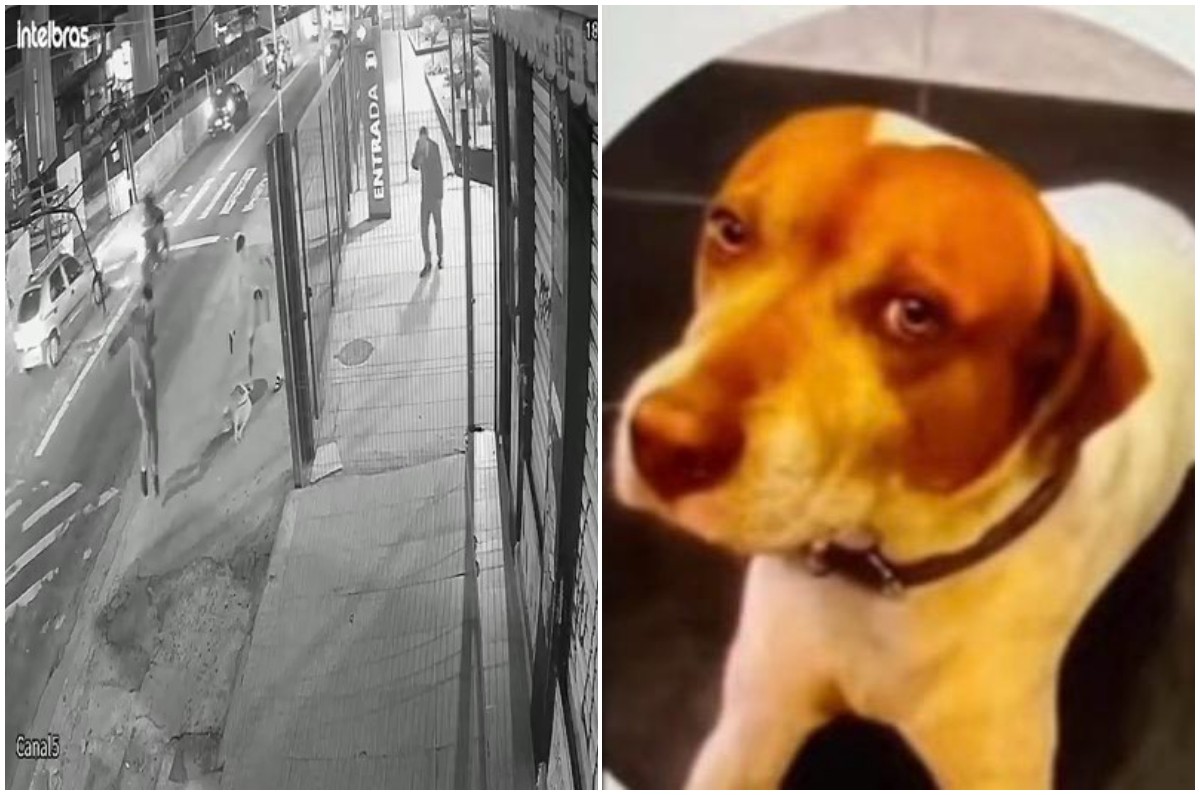 policial militar é suspeito de ter matado cão comunitário com 7 tiros em sp