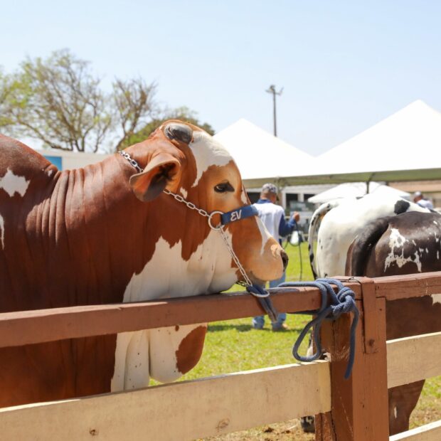 agropecuaria agencia brasilia