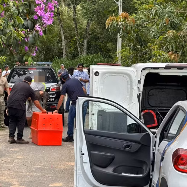 idosa morre após ser atacada por pitbulls em sp