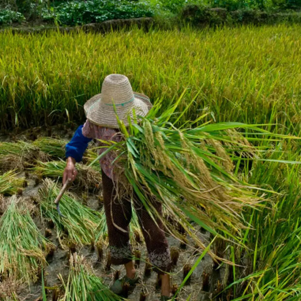 trabalho escravo mpt