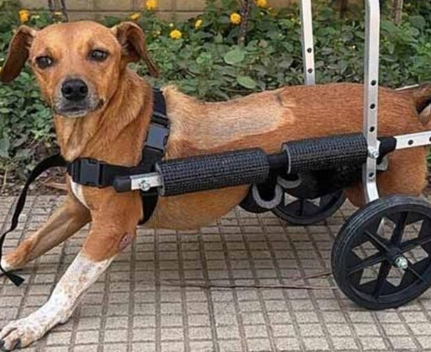 cadela paraplégica é resgatada pela polícia em enchentes em mg