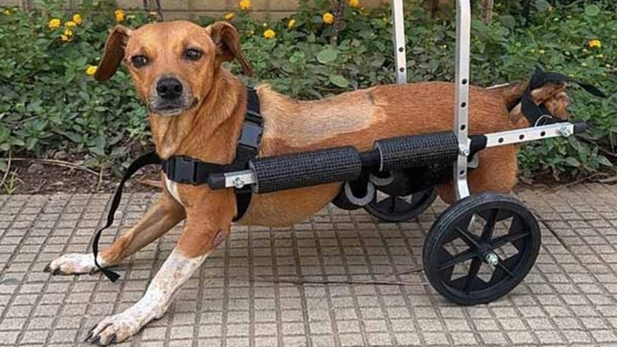 cadela paraplégica é resgatada pela polícia em enchentes em mg