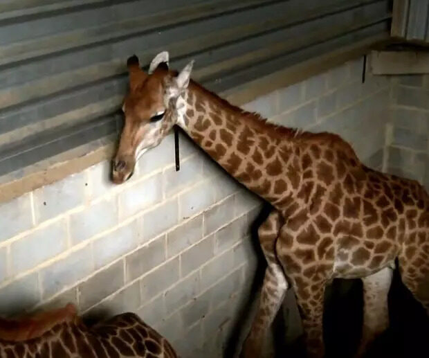 girafas maus tratos rj