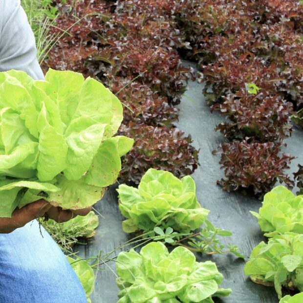 25.4. feiras de produtores rurais. foto divulgação setur df