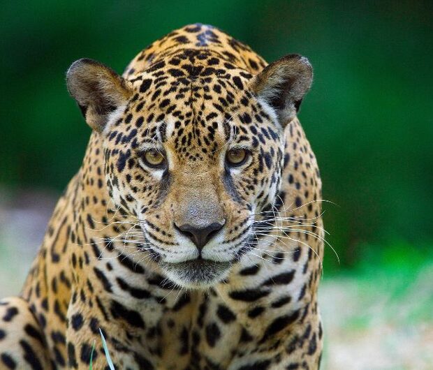 Foto: João Marcos Rosa/ICMBio