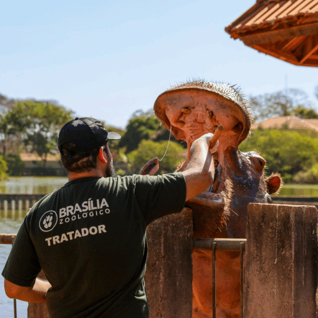 Foto: Divulgação/Zoológico de Brasília