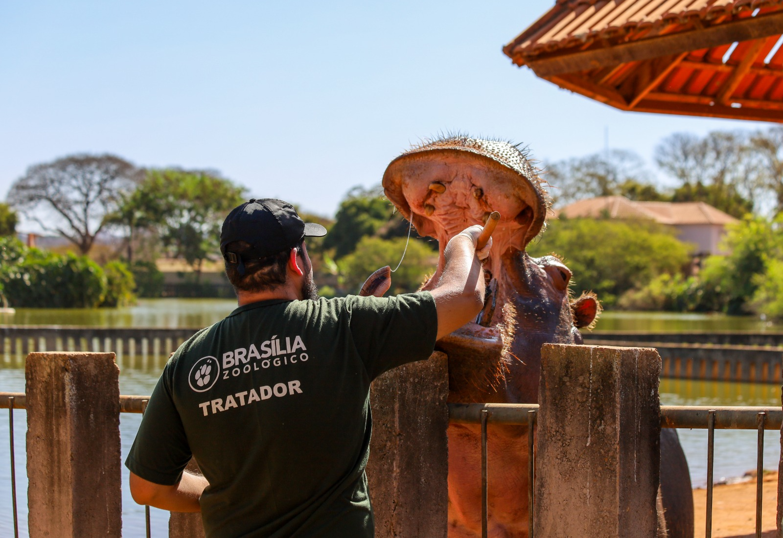 Foto: Divulgação/Zoológico de Brasília