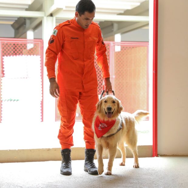 cominita segurança treinamento de caes