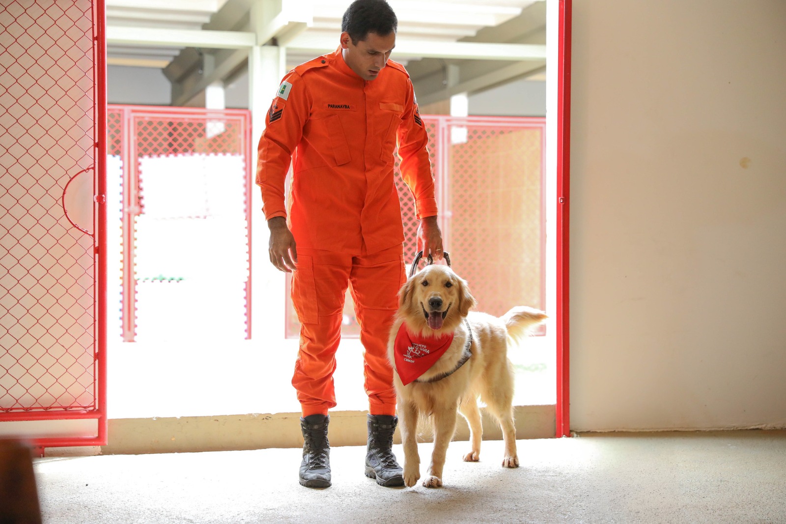 cominita segurança treinamento de caes