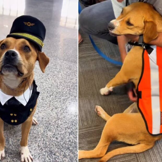 cadela que vagava pelo aeroporto de guarulhos é resgatada, ganha colete e vira 'funcionária'
