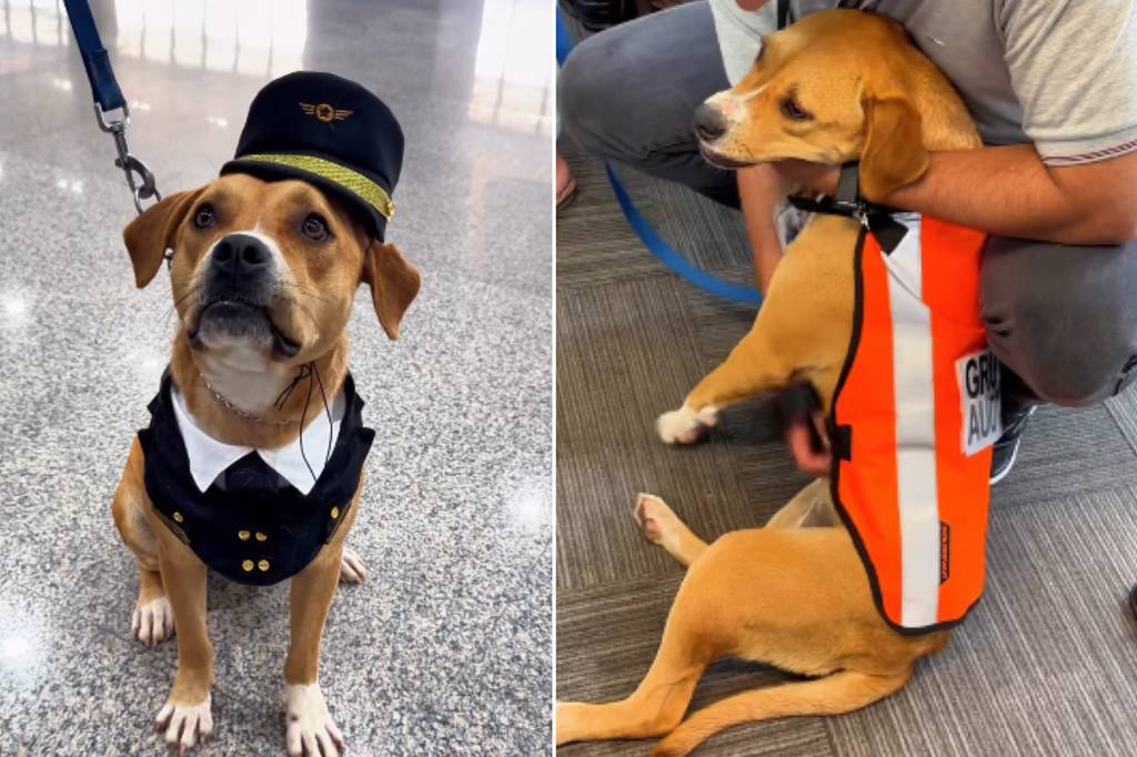 cadela que vagava pelo aeroporto de guarulhos é resgatada, ganha colete e vira 'funcionária'