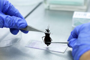 02062025 saiba o que fazer ao encontrar um possível barbeiro transmissor da doença de chagas fotos sandro araújoagência saúde df (1)