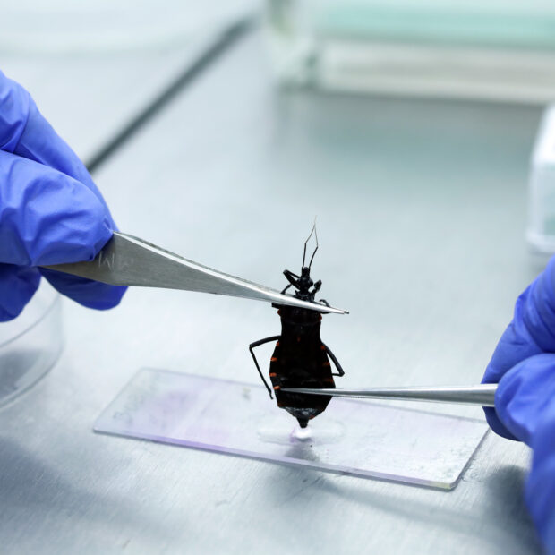 02062025 saiba o que fazer ao encontrar um possível barbeiro transmissor da doença de chagas fotos sandro araújoagência saúde df (1)