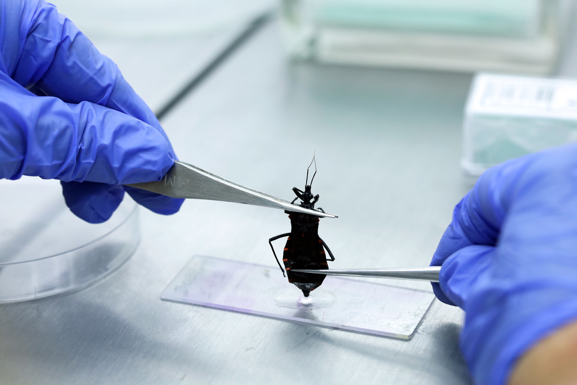 02062025 saiba o que fazer ao encontrar um possível barbeiro transmissor da doença de chagas fotos sandro araújoagência saúde df (1)