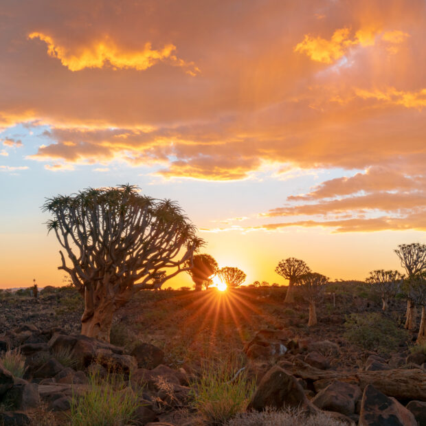view quiver trees forest with beautiful sky sunset twilight sky scene keetmanshoop namibia