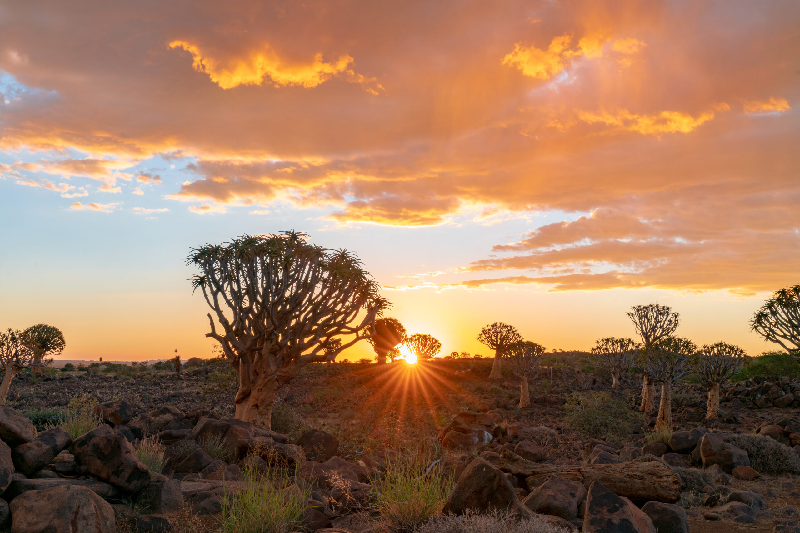 view quiver trees forest with beautiful sky sunset twilight sky scene keetmanshoop namibia