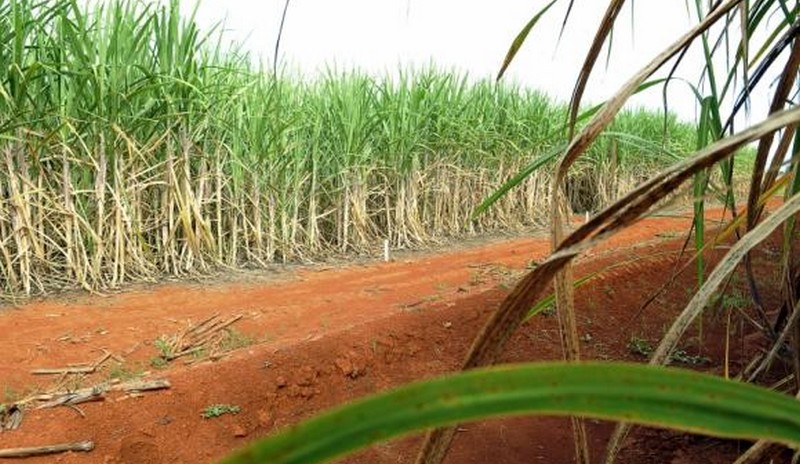 Foto: Elza Fiúza/Agência Brasil