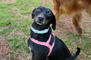 pituca com os donos foto arquivo pessoal