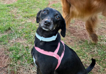 pituca com os donos foto arquivo pessoal