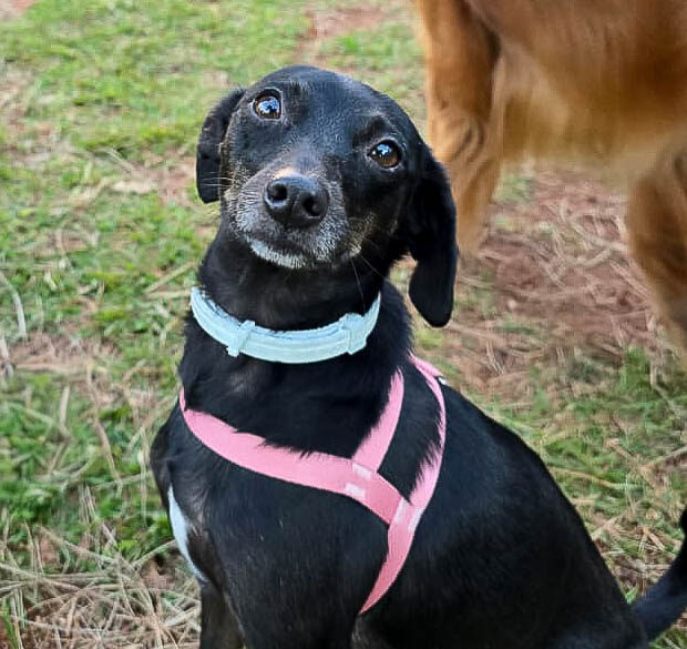 pituca com os donos foto arquivo pessoal