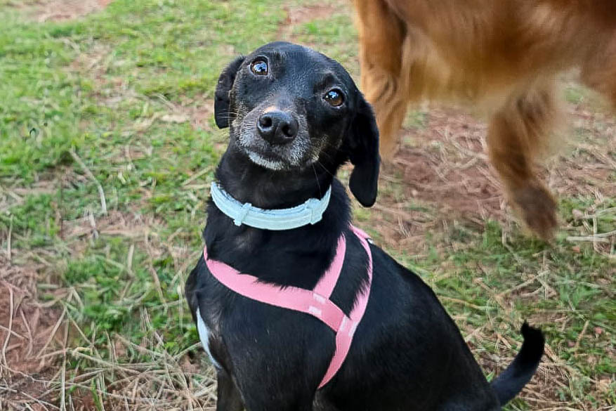 pituca com os donos foto arquivo pessoal