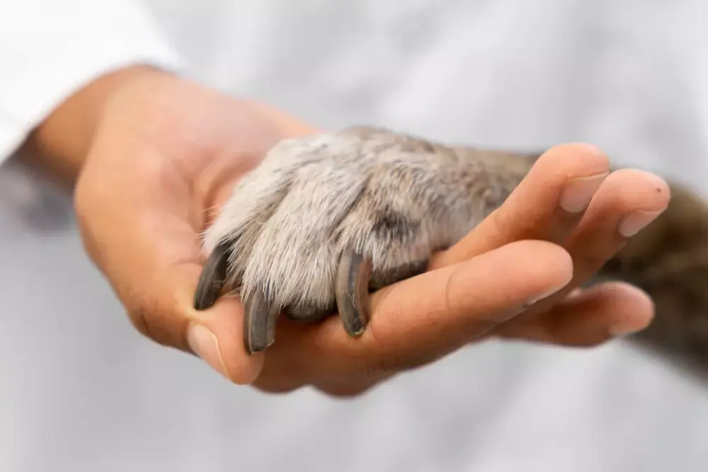 eutanasia veterinaria