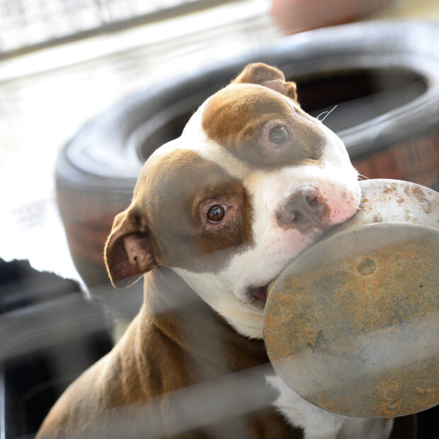 adoção zoonoses foto matheus oliveira agência saúde df