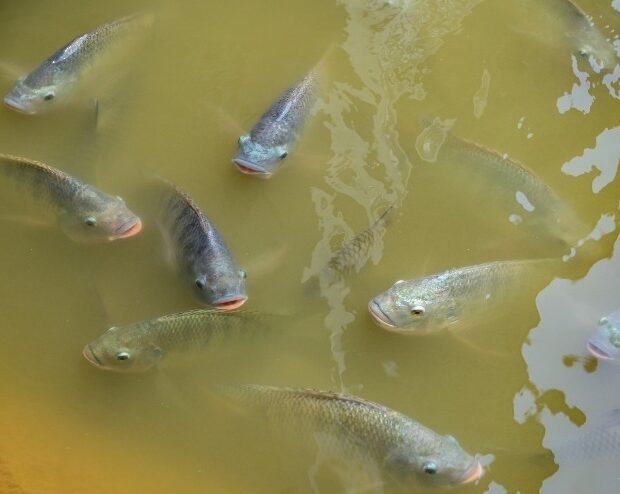 peixes de água doce