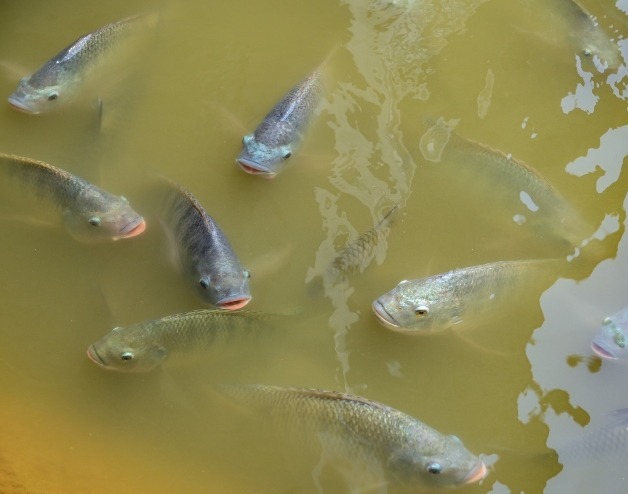 peixes de água doce